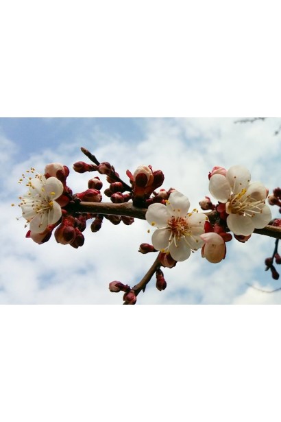 Abrikos ‘Black Peach’